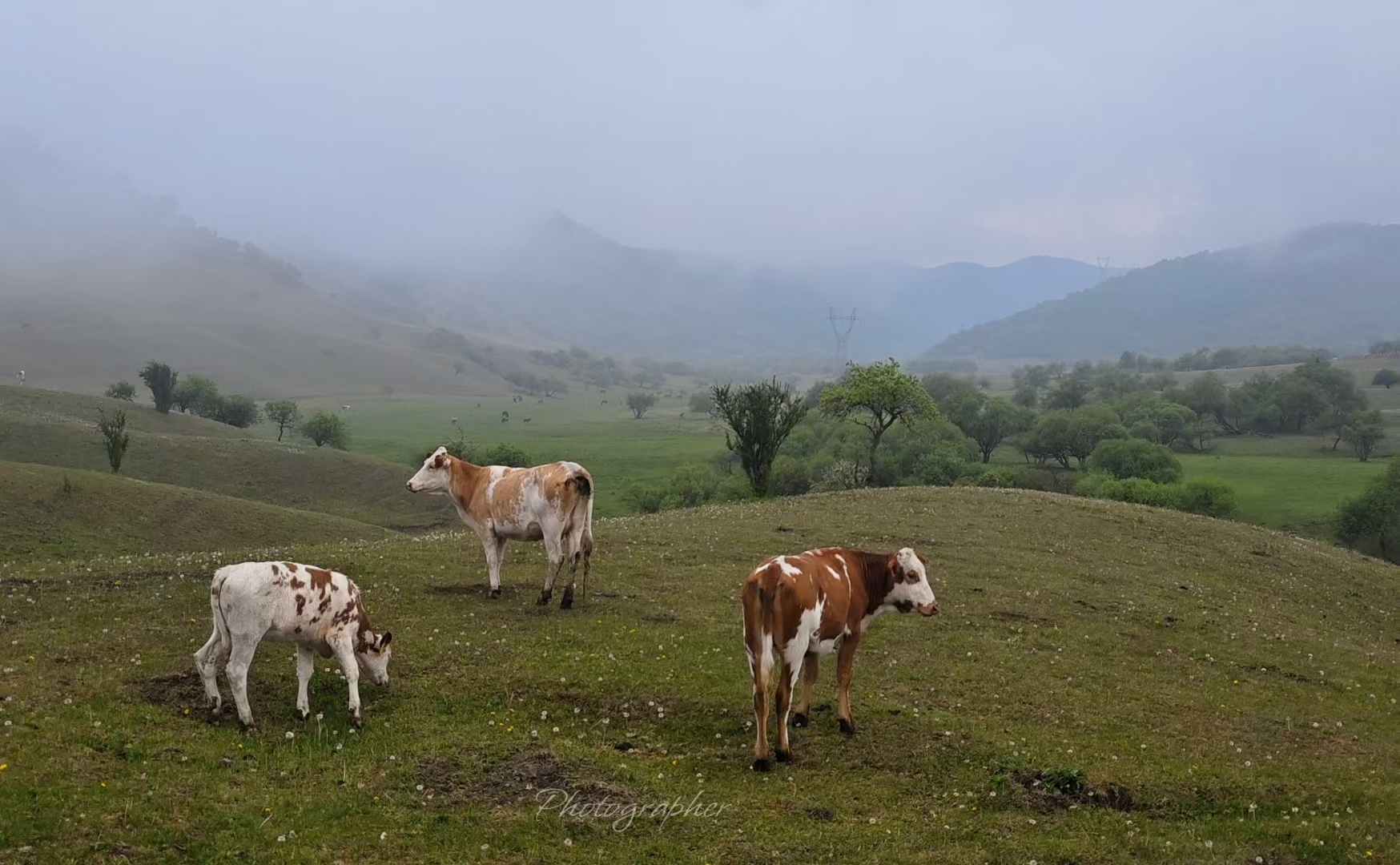 在张家川，品味青铜车马与时代甘